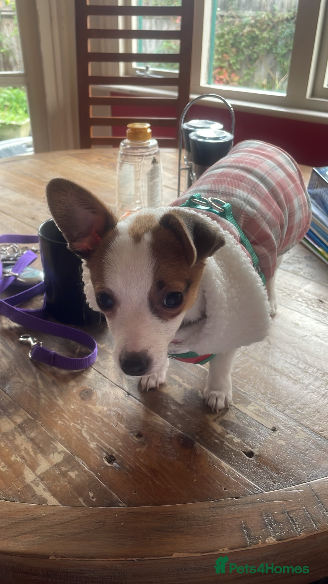 Mixed Breed dogs for sale: Lula needs a home  - Advert 1