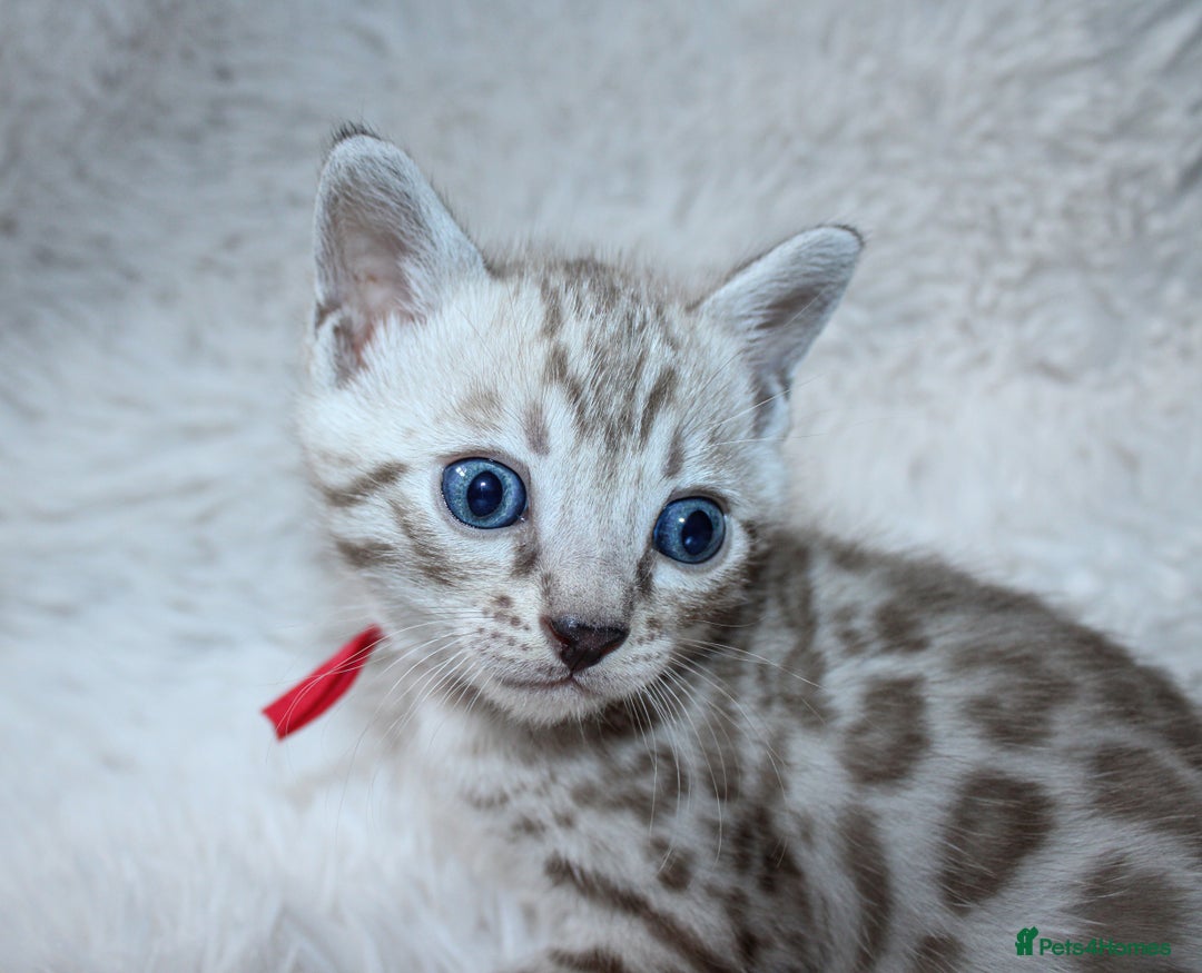 Bengal cats for sale: 🏆OUTSTANDING SHOW WINNING BENGALS KITTENS🔥 - Image 15
