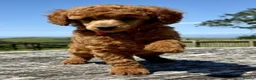 Miniature Poodle dogs for sale: Stunning Deep Red KC reg Miniature poodle stud dog - Advert 8