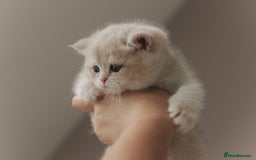 British Shorthair cats for sale: Cuddly Golden Blue British Shorthair girl  - Advert 22