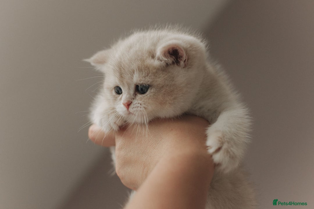 British Shorthair cats for sale: Cuddly Golden Blue British Shorthair girl  - Advert 22