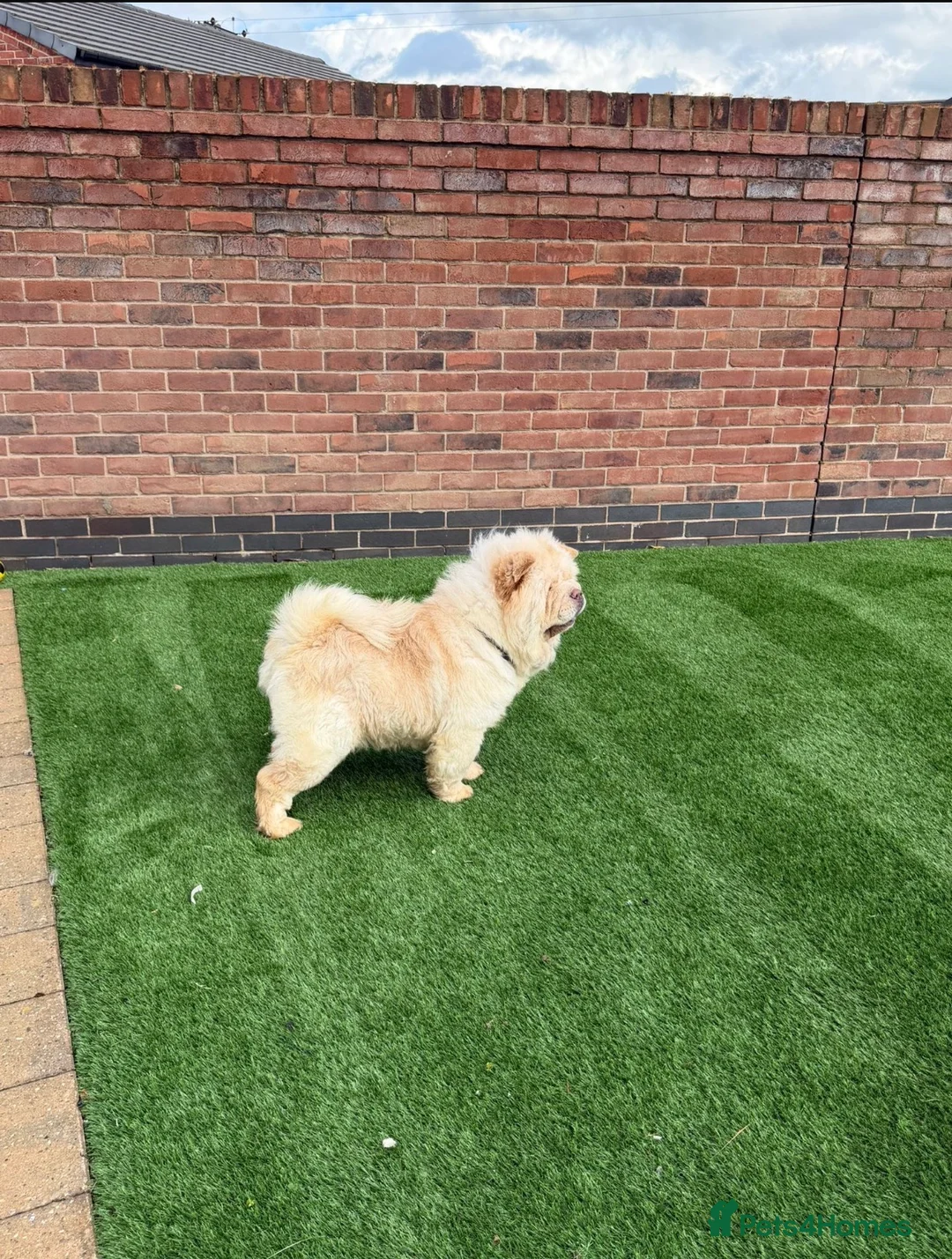 Chow Chow dogs for sale: Chow cow  - Advert 3