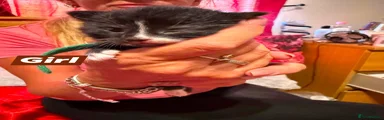 Mixed Breed 2