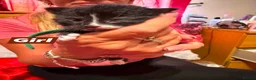 Mixed Breed cats for sale: Lovely little fluffy kittens - Advert 5