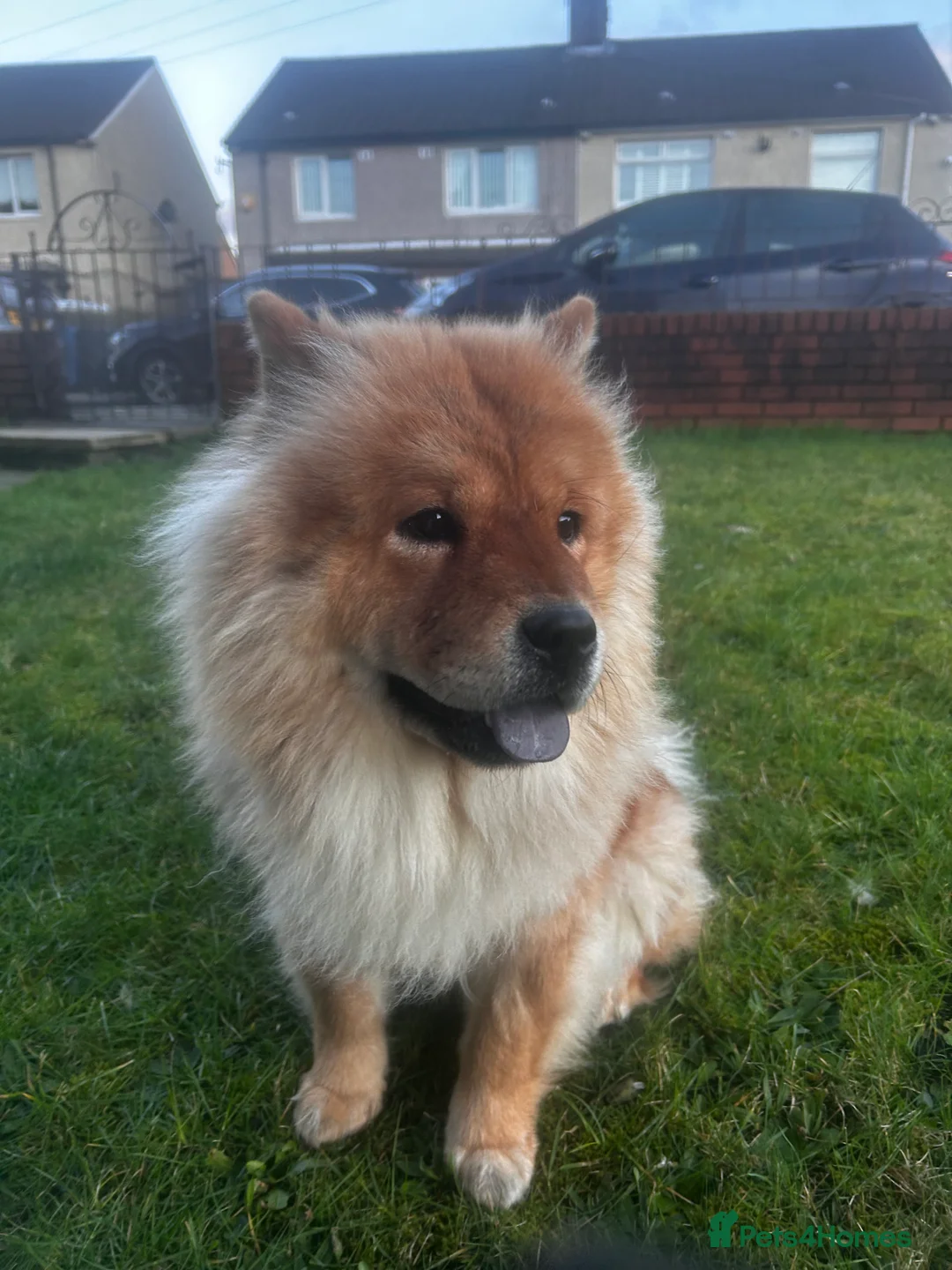 Chow Chow dogs for sale: Narla  - Advert 11