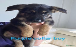 Mixed Breed dogs for sale: Ready to leave 3/8/25  in Great Yarmouth - Image 7