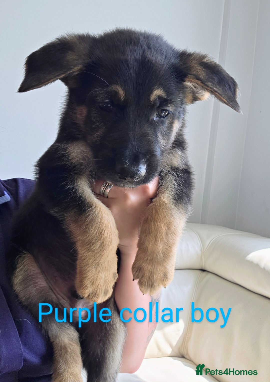 Mixed Breed dogs for sale: Ready to leave 3/8/25  in Great Yarmouth - Image 7