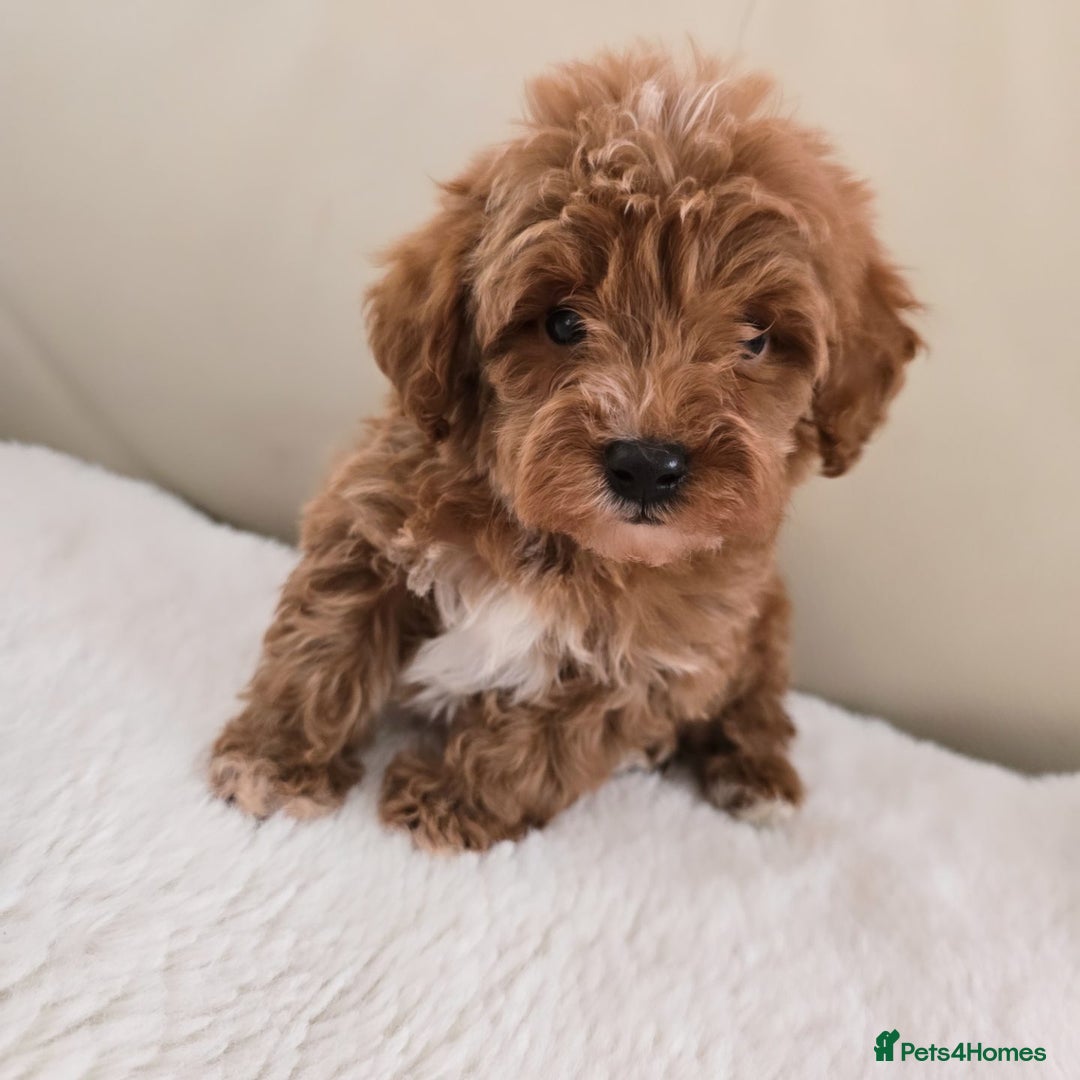 Maltipoo dogs for sale: Toy maltipoo puppies - Image 7