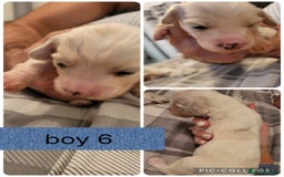 Mixed Breed dogs for sale: Rare silky cocker puppies  - Image 5