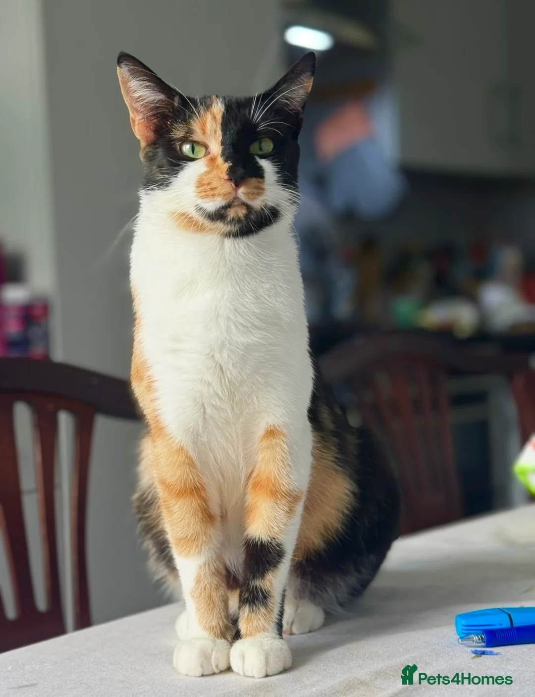 Gallery Image {{count}}