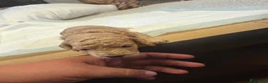 Cockapoo 6