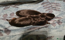 Miniature Dachshund dogs for sale: Miniature Dachshunds  - Advert 9