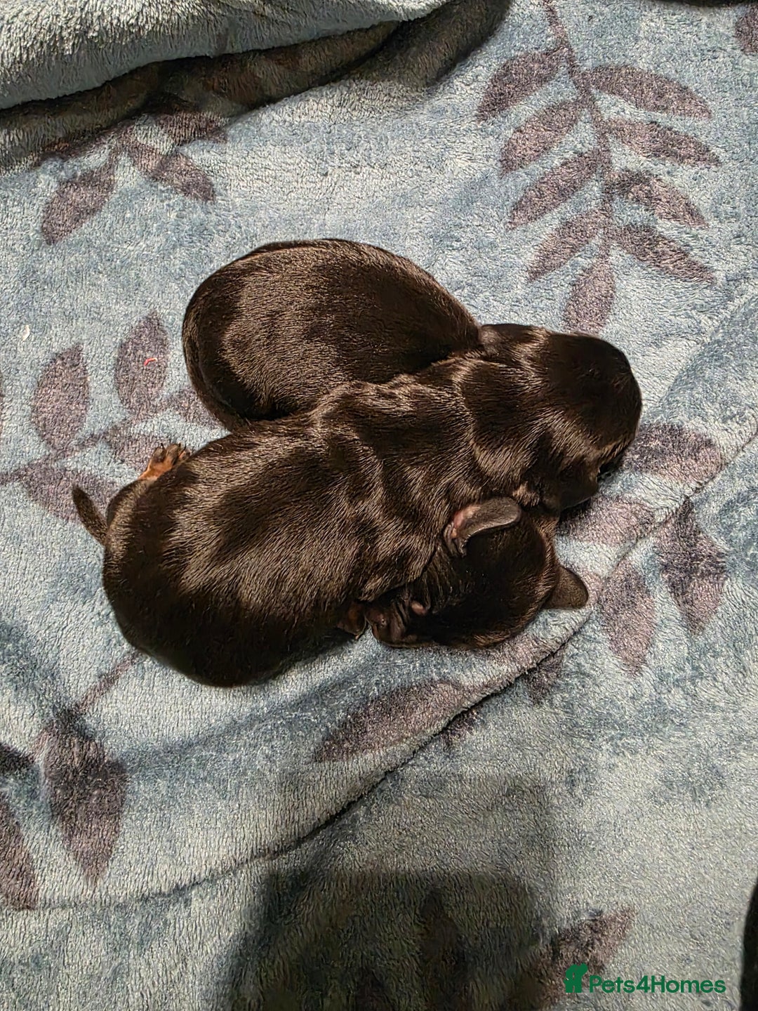 Miniature Dachshund dogs for sale: Miniature Dachshunds  - Advert 9