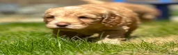 Cockapoo dogs for sale: F1 Cockerpoo Puppies - Advert 14