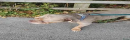 Olde English Bulldogge dogs for sale: Brian in Chesterfield - Advert 3