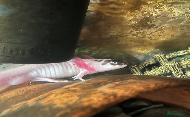 Axolotl reptiles - Advert 1