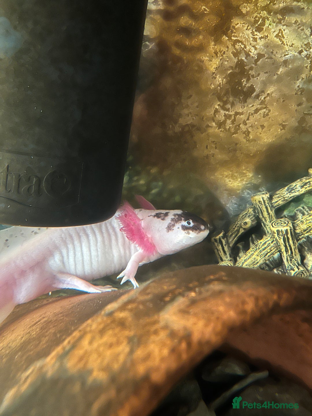 Axolotl reptiles for sale: Axolotl full set up - Image 1