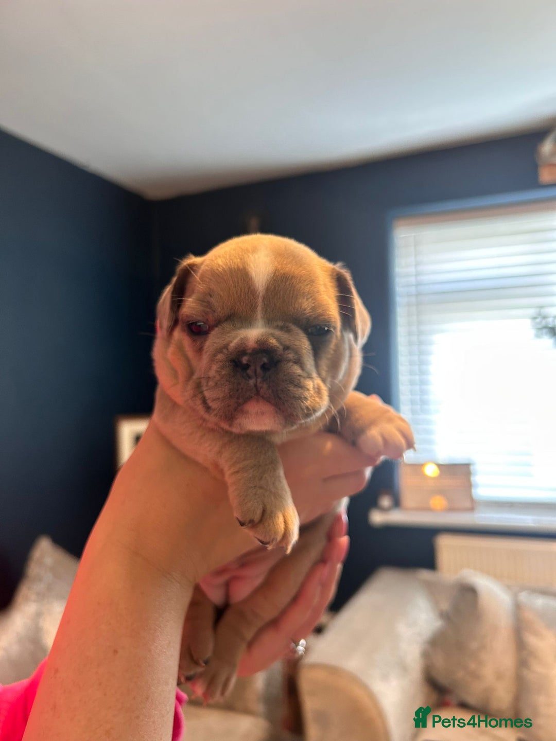 Mixed Breed dogs for sale: French Pom - Image 4