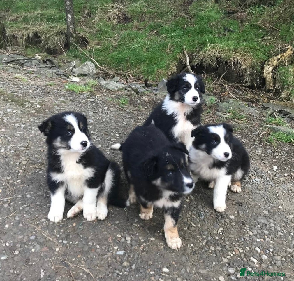 Border Collie dogs Collie puppies from working farm - Advert 5