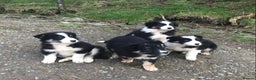 Border Collie dogs for sale: Collie puppies from working farm - Advert 1