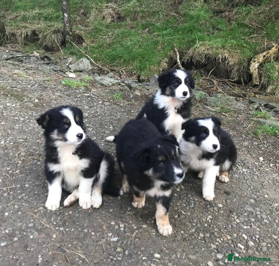 Border Collie dogs for sale: Collie puppies from working farm - Advert 1