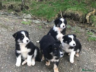 Border Collie dogs Collie puppies from working farm - Advert 4