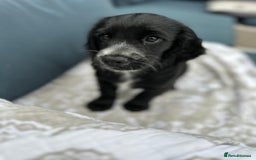 Cocker Spaniel dogs for sale: Stunning KC registered Working Cocker Spaniels  - Image 21