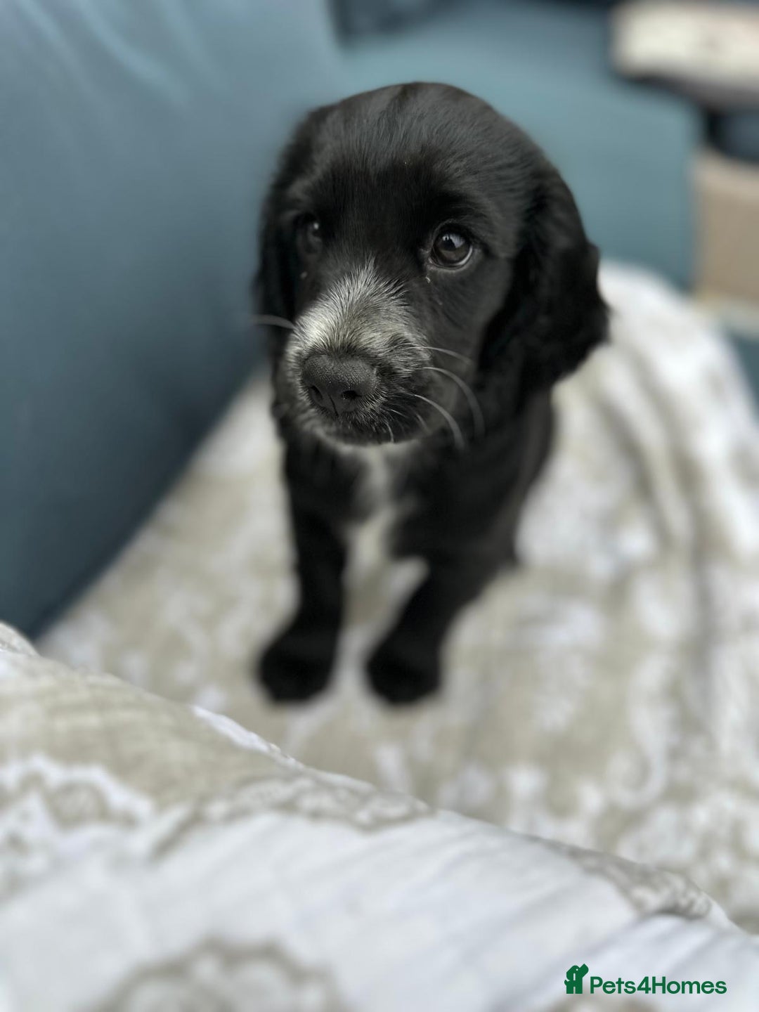 Cocker Spaniel dogs for sale: Stunning KC registered Working Cocker Spaniels  - Image 21