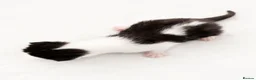 Domestic Shorthair cats for sale: Gorgeous Fluffy Black & White Kittens - Advert 4