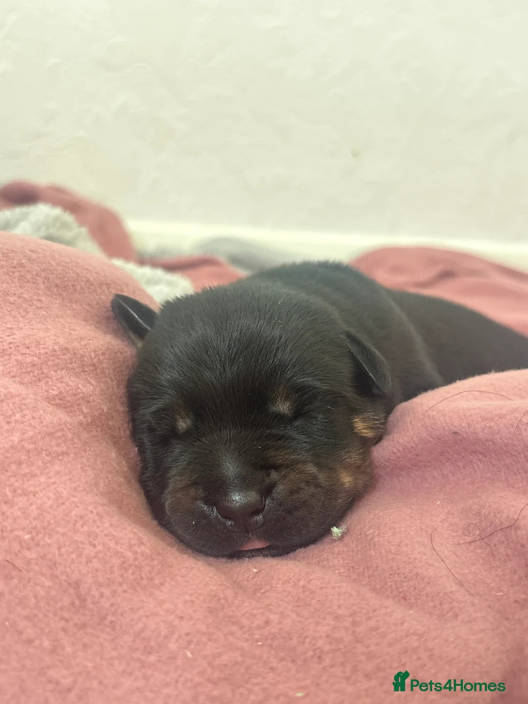 Mixed Breed dogs for sale: Maliweiler  - Advert 2