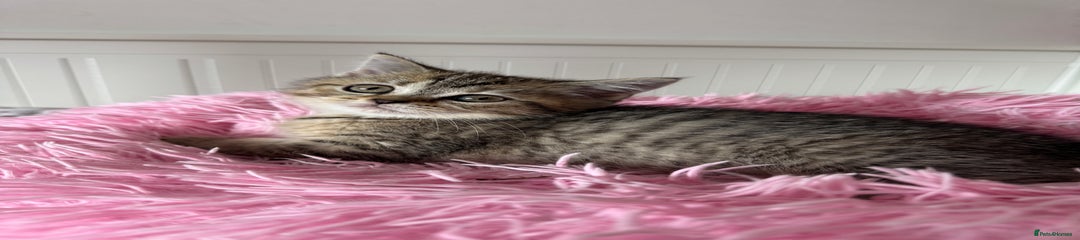 British Shorthair Kitten 2