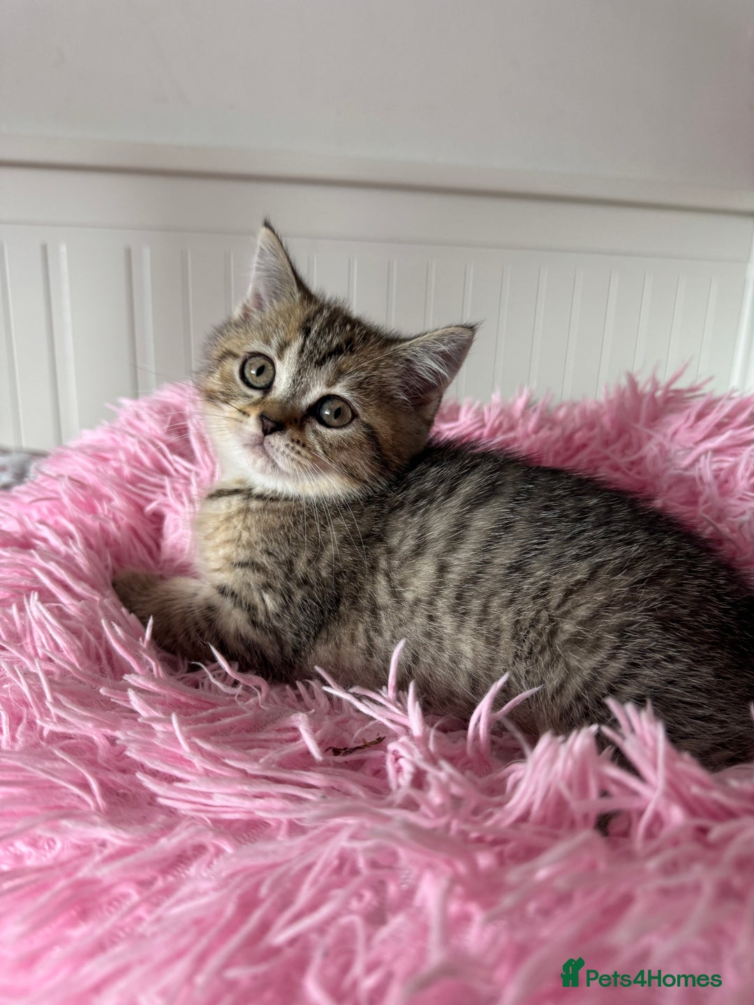 British Shorthair cats for sale: 5 Adorable British Shorthair Kittens - Image 7