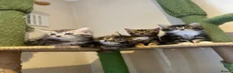 Mixed Breed cats for sale: kittens ready to leave now  - Advert 2