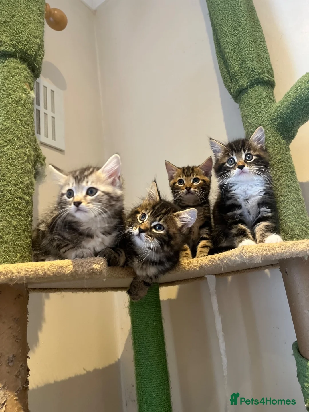 Mixed Breed cats for sale: kittens ready to leave now  - Advert 2