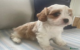 Cavachon dogs for sale: Cavachon puppies  - Image 11