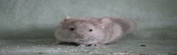 Chinchilla rodents for sale: HomoBeige Chinchilla Kit - Advert 2