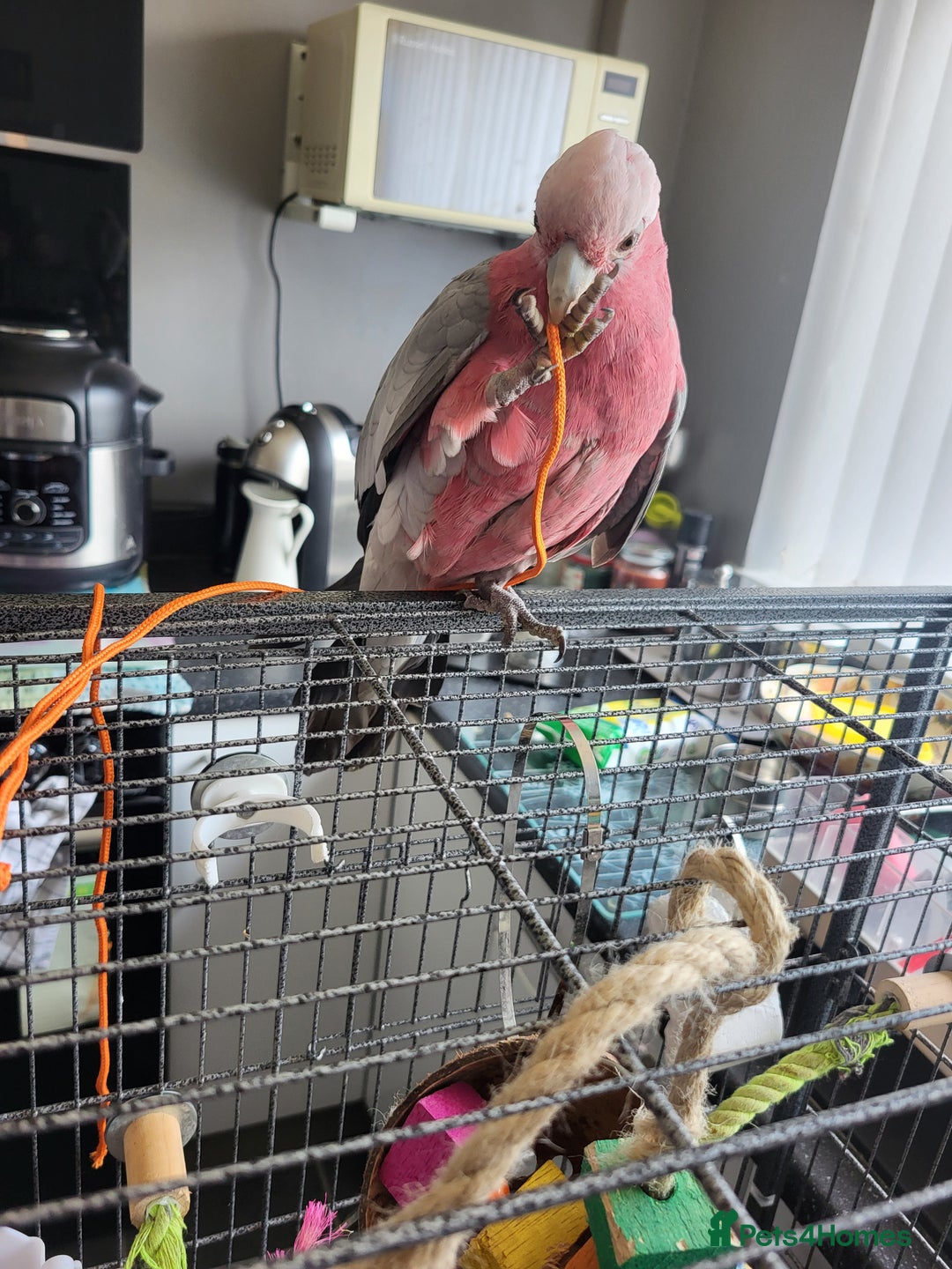 Cockatoo birds for sale: Australian galah cockatoo 13 months old  - Image 1