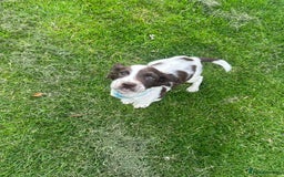 Sprocker dogs for sale: Sprocker boy pup - Image 3
