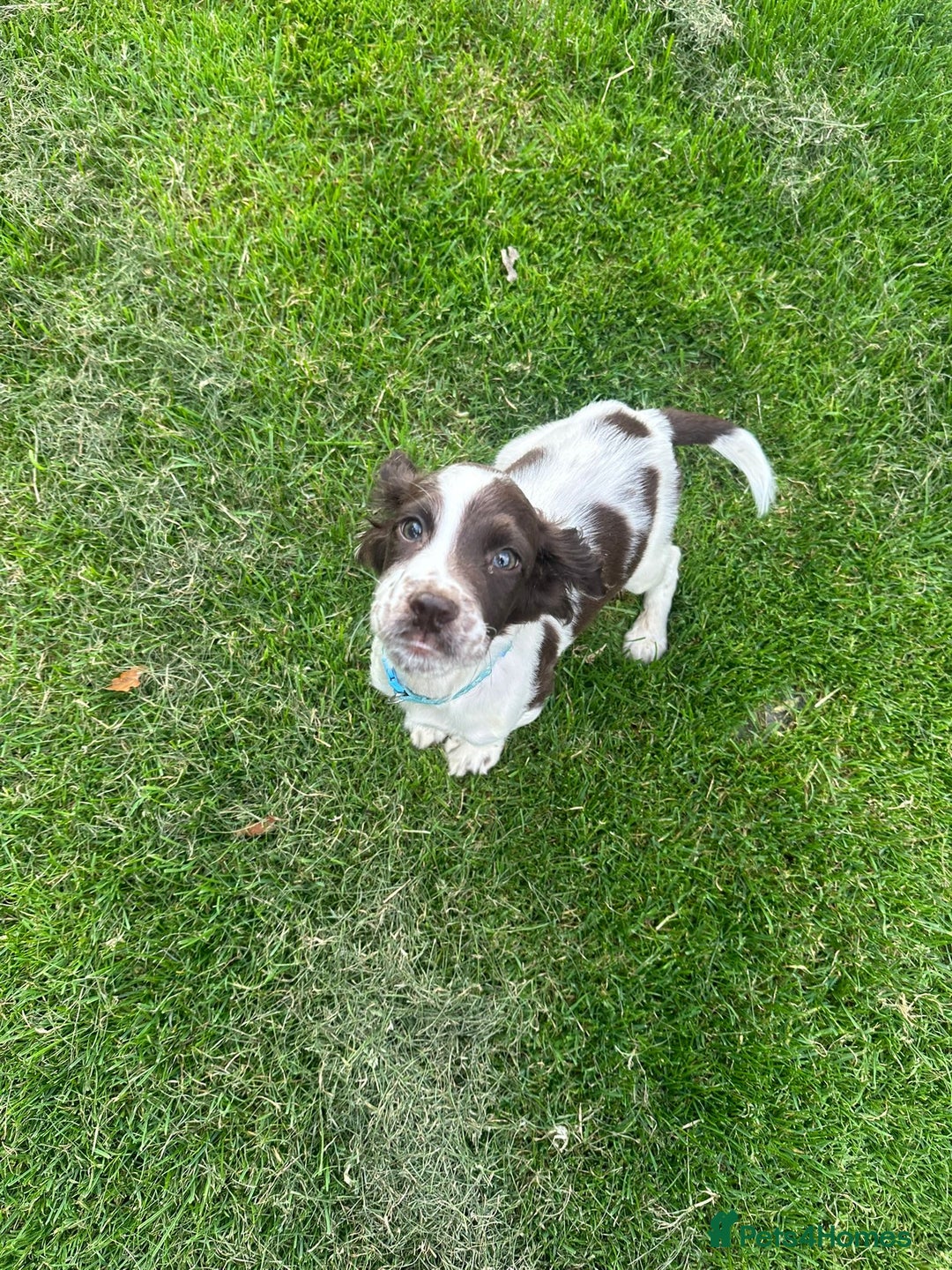 Sprocker dogs for sale: Sprocker boy pup - Image 3