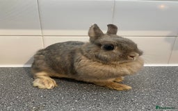 Mini Lop rabbits for sale: Neverland dwarf rabbits  - Image 2