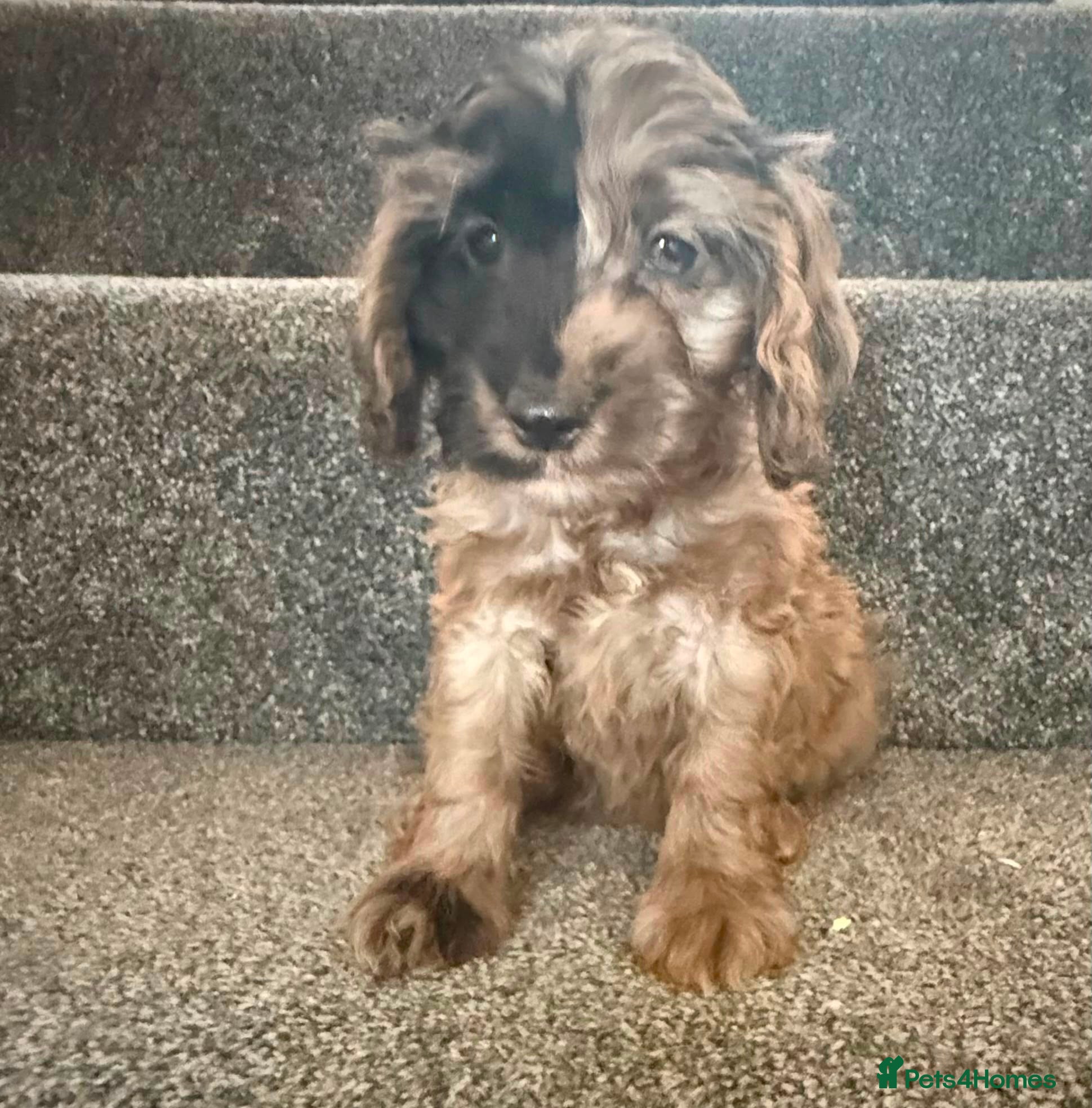 Cockapoo Puppy 5