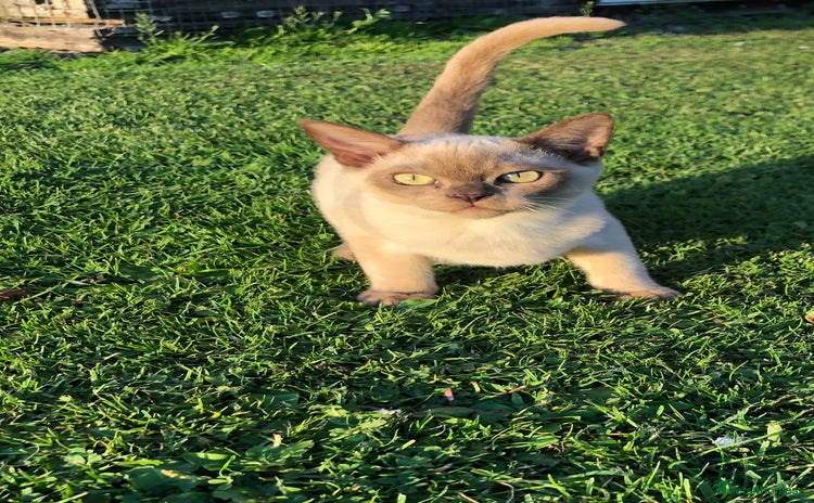 Burmese cats - Advert 1