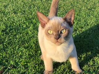 Burmese cats - Advert 2