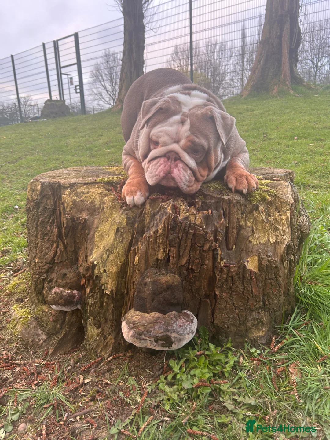 English Bulldog dogs for stud: Lilac Flash Stud - Advert 2