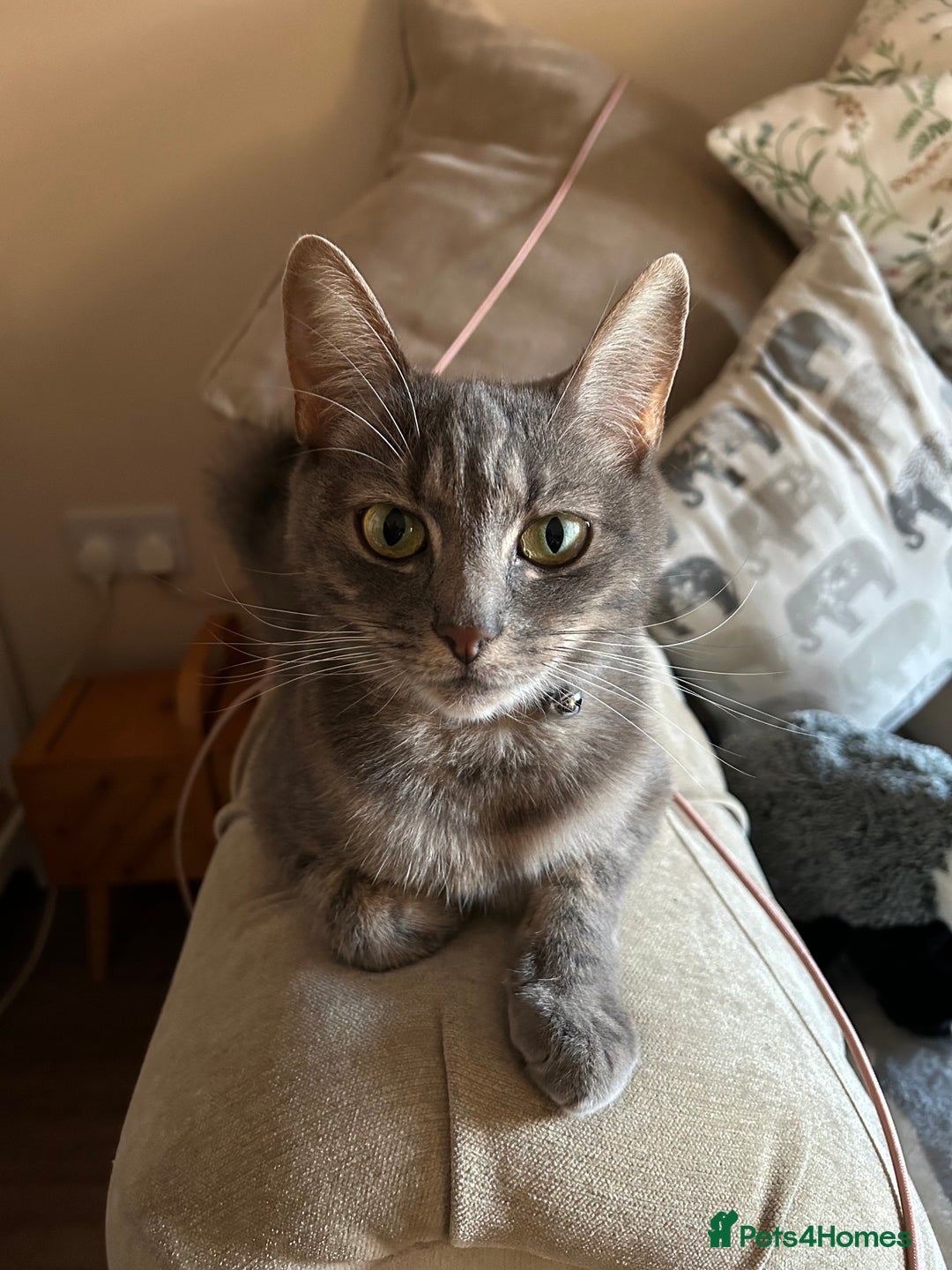 Mixed Breed cats for sale: Female Cat  - Advert 2