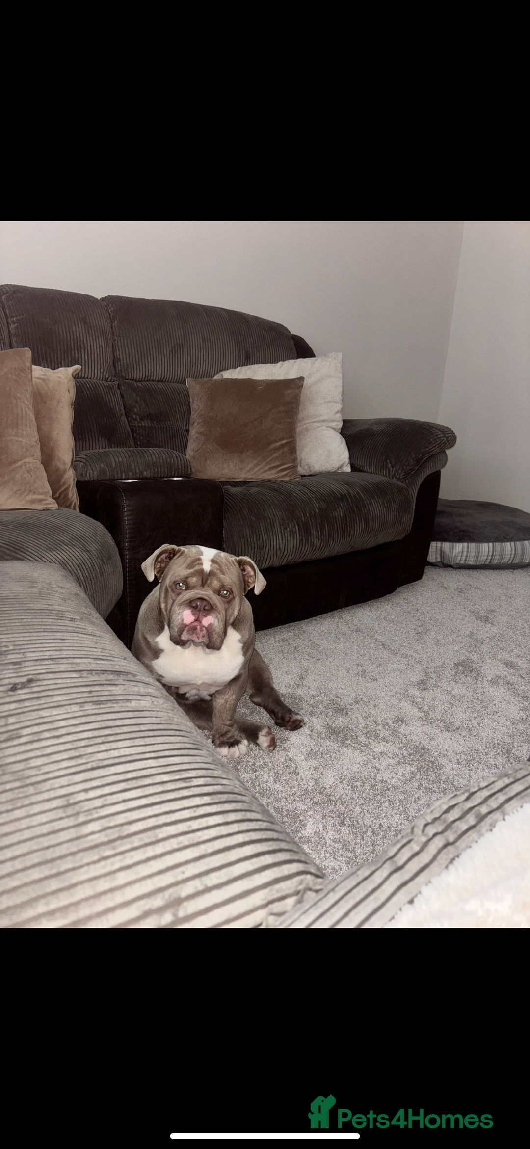 English Bulldog dogs for sale: Lilac male British bulldog - Advert 10