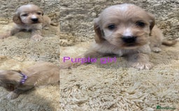 Cockapoo dogs for sale: Beautiful f1b cockapoo puppys  - Image 7