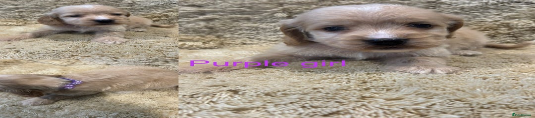 Cockapoo Puppy 6