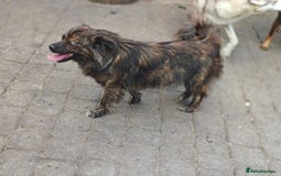 Mixed Breed dogs for adoption: 💖🐶 TWIGGY 🐶💖 - Image 7