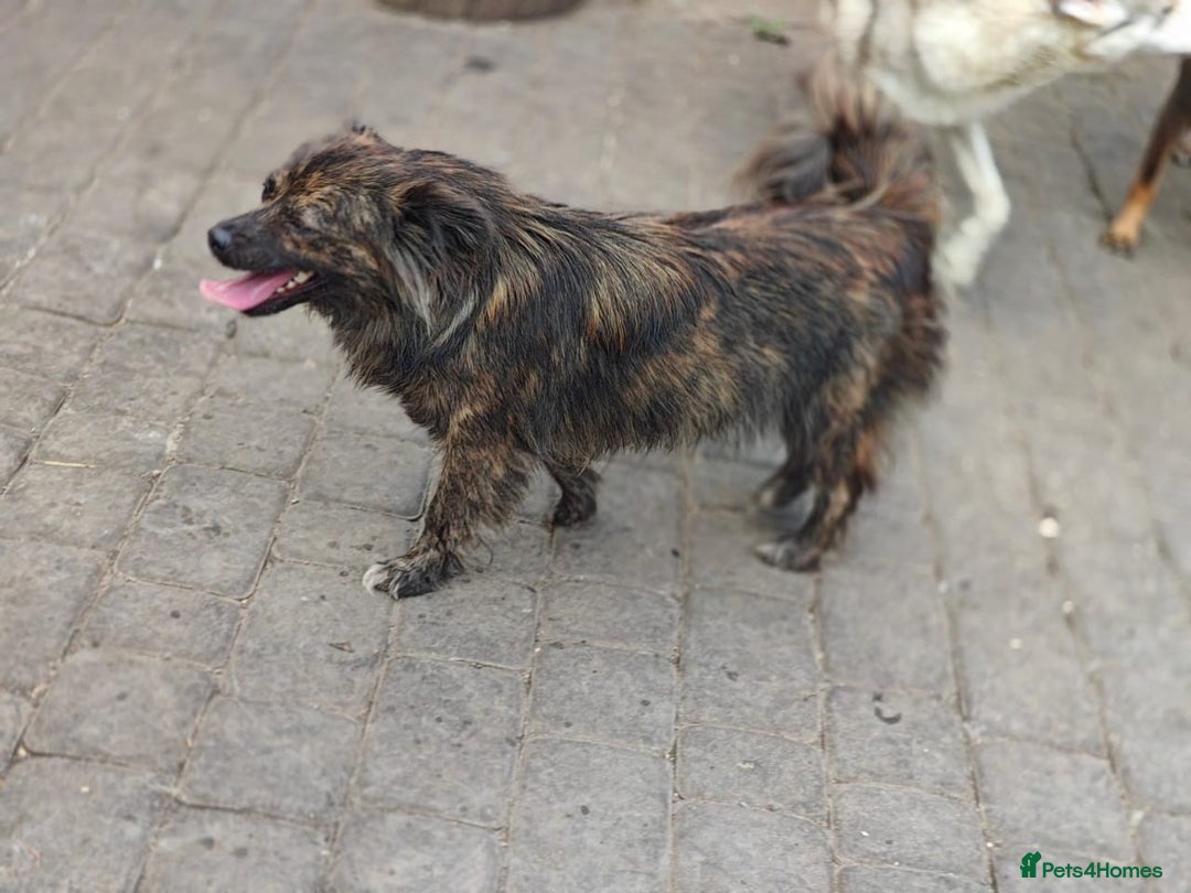 Mixed Breed dogs for adoption: 💖🐶 TWIGGY 🐶💖 - Image 7